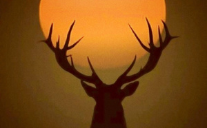 25/04 Lune Jaune, d'après David Craig