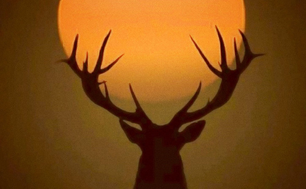 25/04 Lune Jaune, d'après David Craig